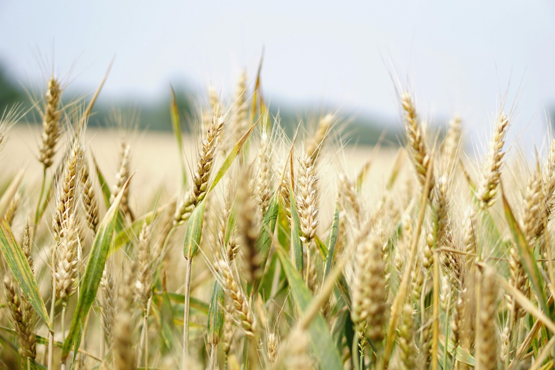 Allergie au gluten : et si c’était une allergie au blé ? Que manger sans se compliquer la vie ?